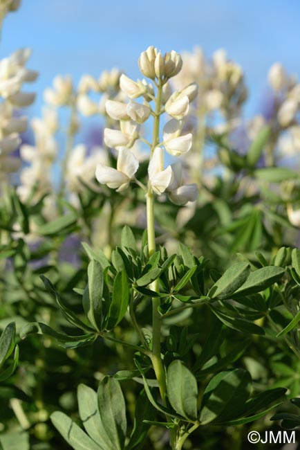 Lupinus nootkatensis f. blanche