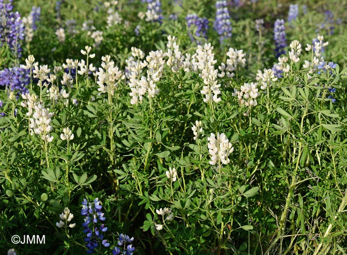 Lupinus nootkatensis f. blanche