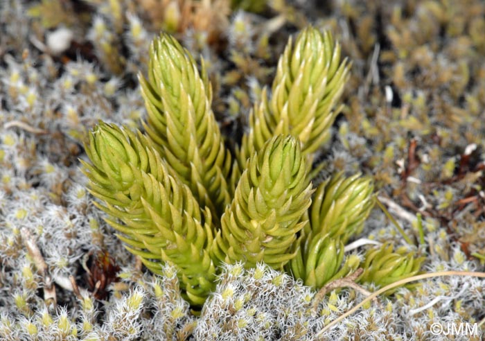 Lycopodium annotinum subsp. alpestre