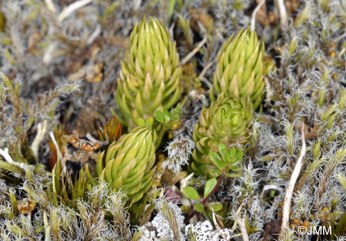 Lycopodium annotinum subsp. alpestre