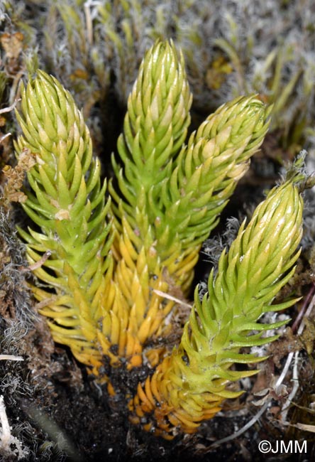Lycopodium annotinum subsp. alpestre