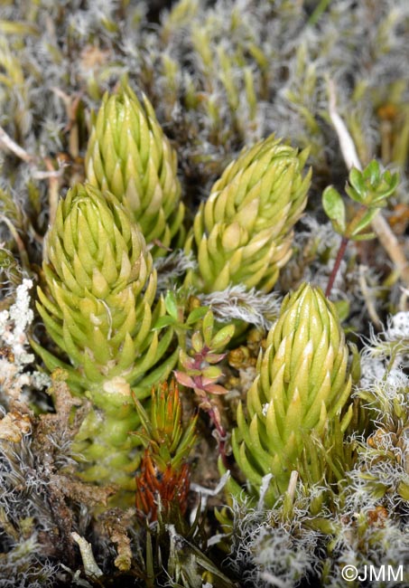 Lycopodium annotinum subsp. alpestre