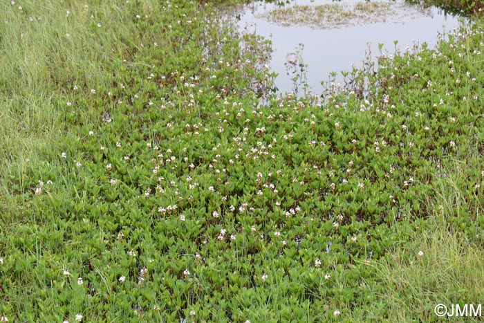 Menyanthes trifoliata