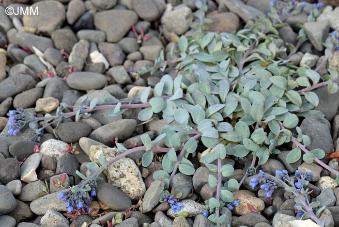 Mertensia maritima