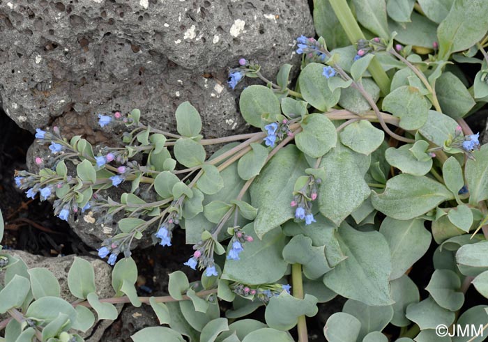 Mertensia maritima