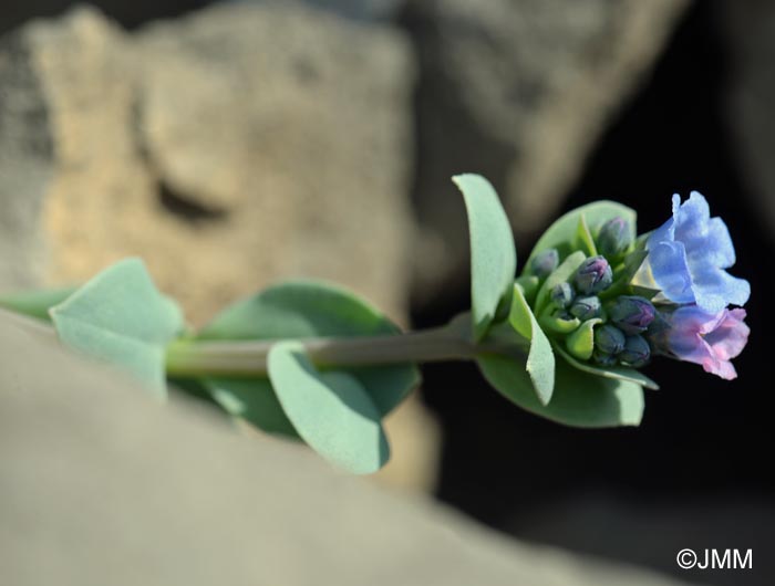 Mertensia maritima