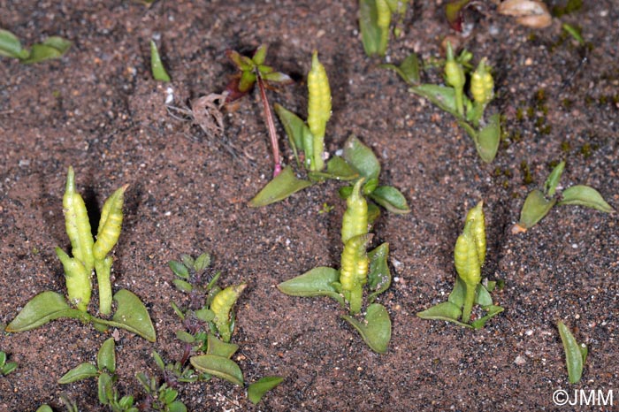 Ophioglossum azoricum