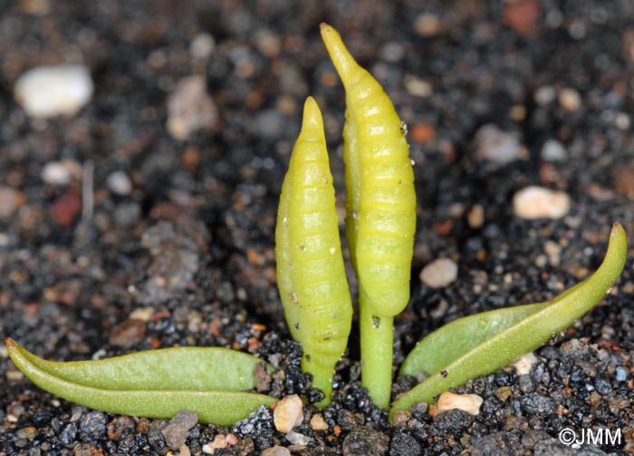 Ophioglossum azoricum