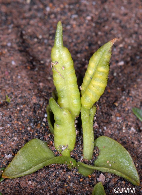 Ophioglossum azoricum