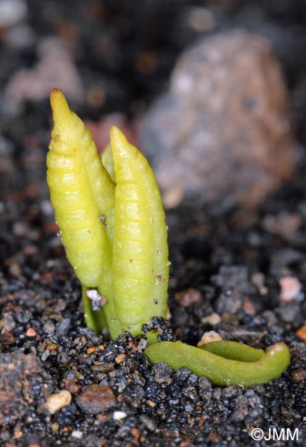 Ophioglossum azoricum