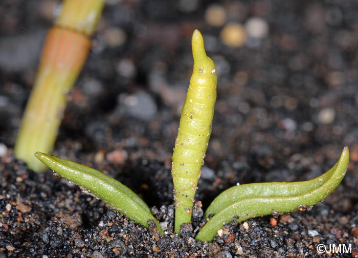 Ophioglossum azoricum