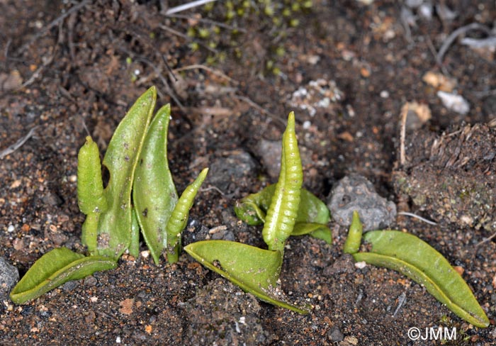 Ophioglossum azoricum