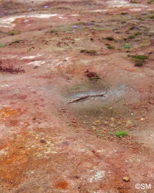 Ophioglossum azoricum : biotope islandais