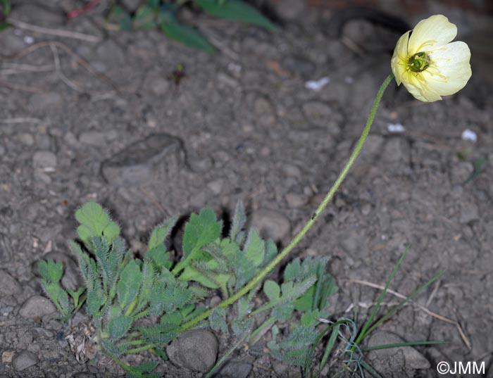 Papaver radicatum