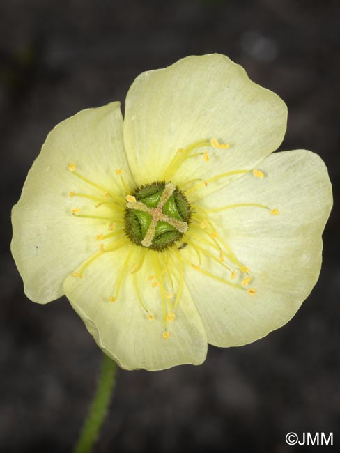 Papaver radicatum