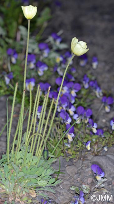 Papaver radicatum & Viola tricolor