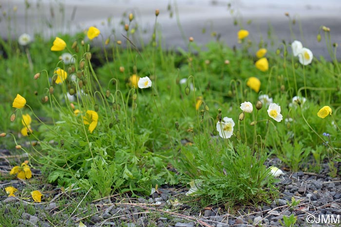 Papaver radicatum