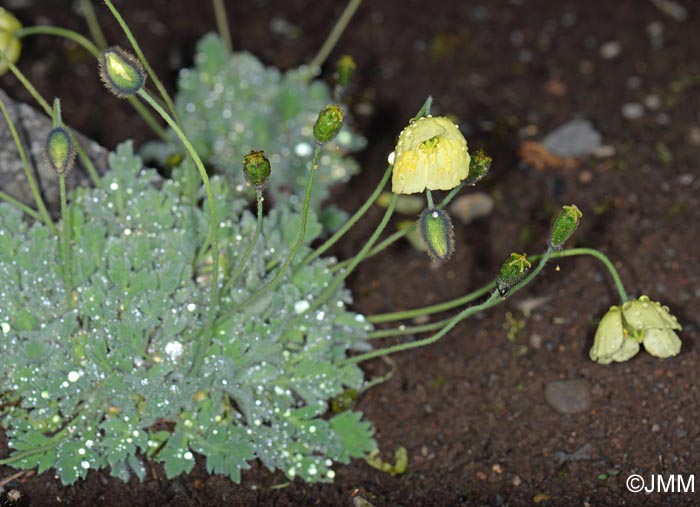 Papaver radicatum