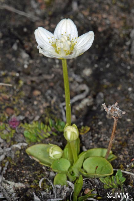 Parnassia palustris