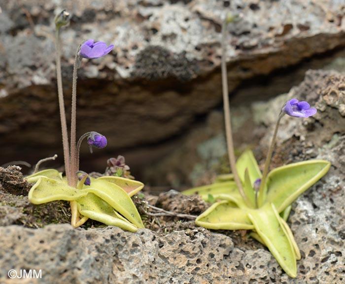 Pinguicula vulgaris