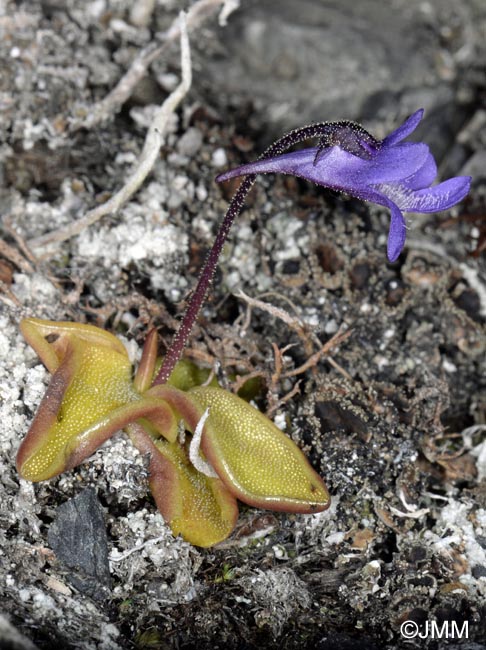 Pinguicula vulgaris