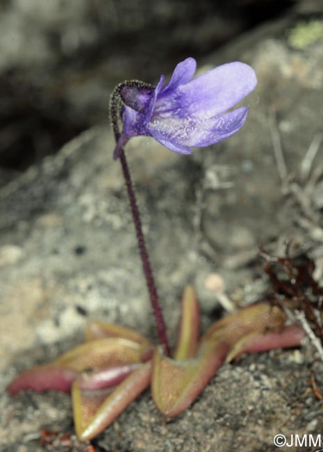 Pinguicula vulgaris