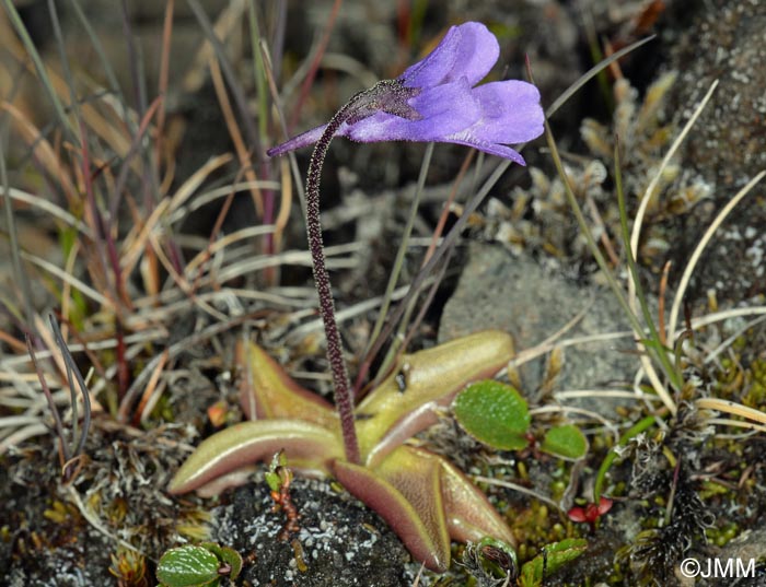 Pinguicula vulgaris