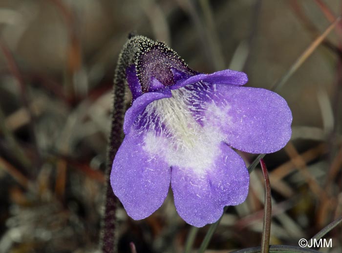 Pinguicula vulgaris