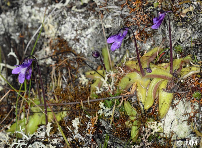 Pinguicula vulgaris