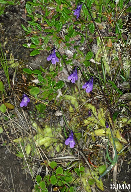 Pinguicula vulgaris & Betula nana & Dryas octopetala