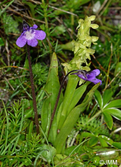 Pinguicula vulgaris & Platanthera hyperborea