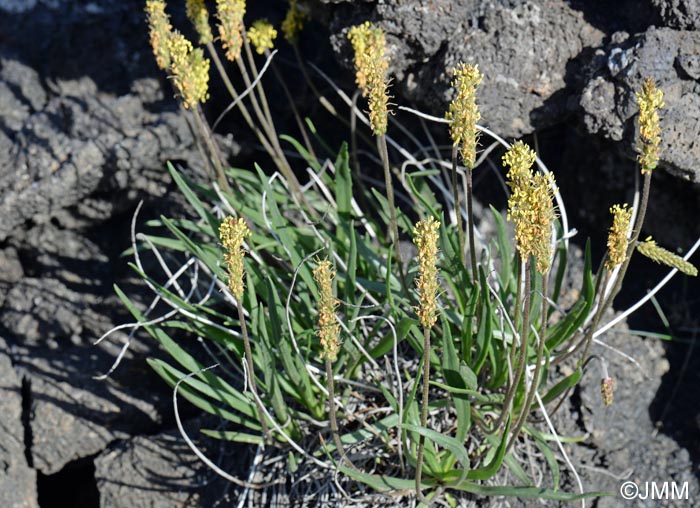 Plantago maritima