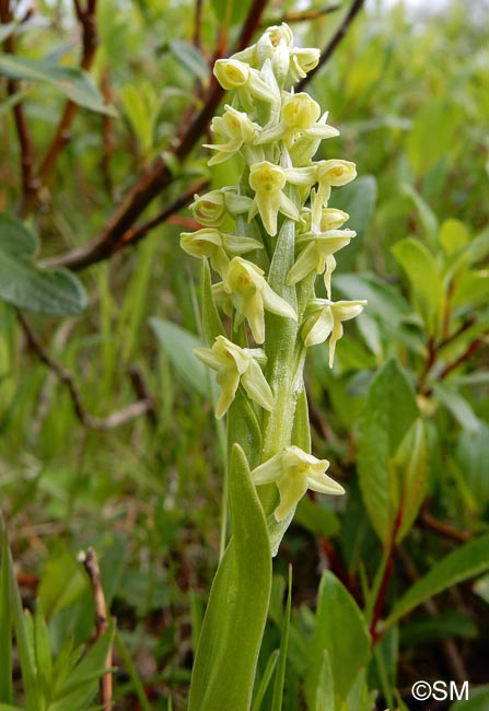 Platanthera hyperborea