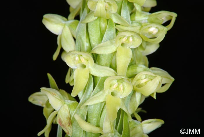 Platanthera hyperborea