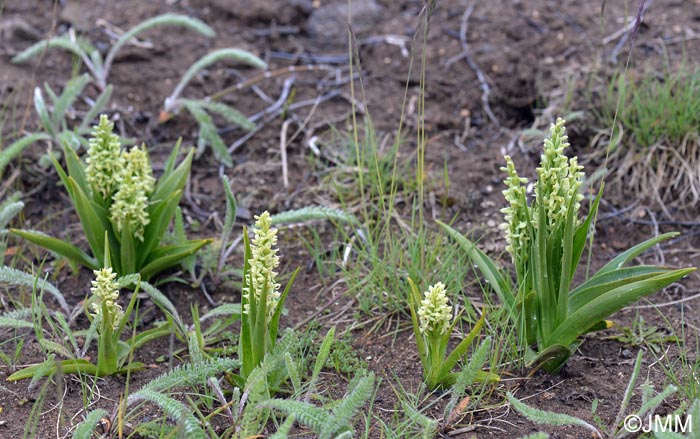 Platanthera hyperborea