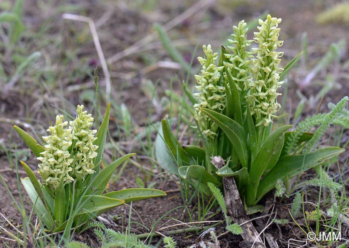 Platanthera hyperborea