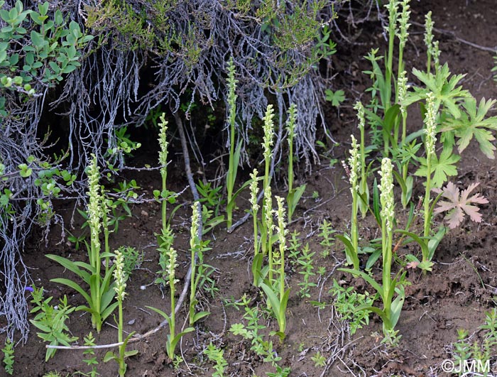 Platanthera hyperborea