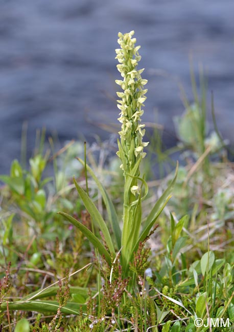 Platanthera hyperborea