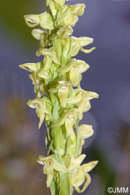 Platanthera hyperborea