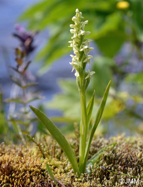 Platanthera hyperborea & Bartsia alpina