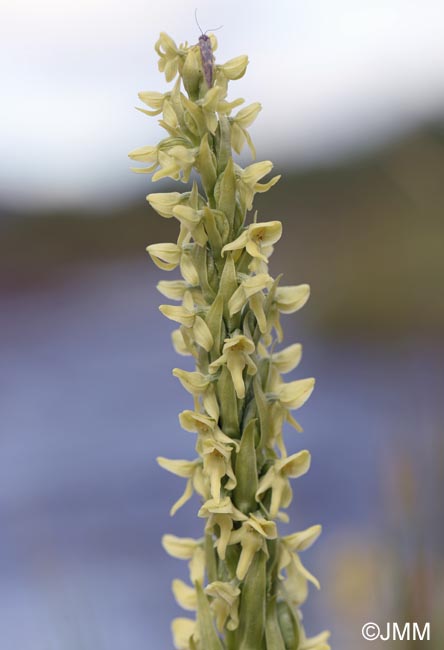 Platanthera hyperborea