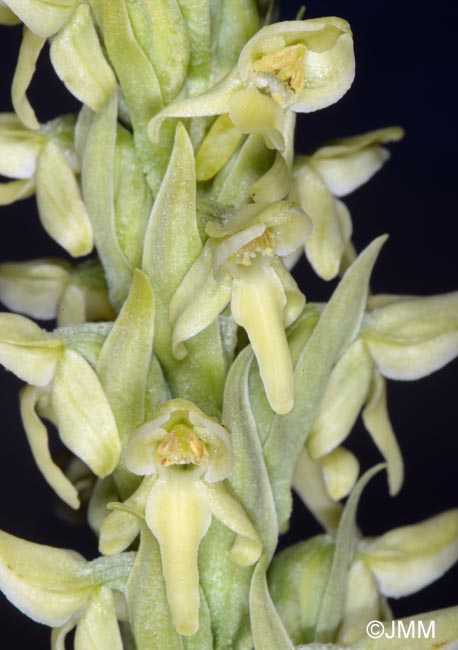 Platanthera hyperborea