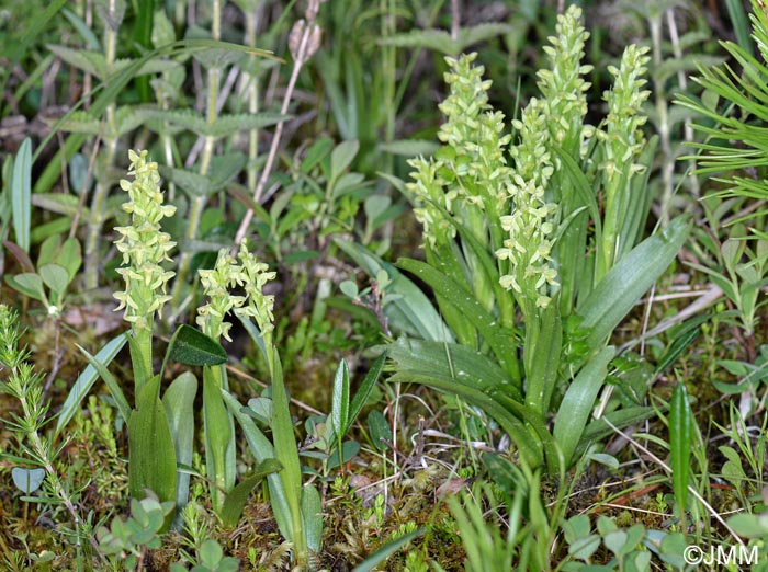 Platanthera hyperborea