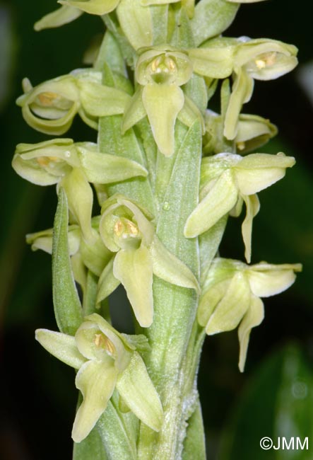 Platanthera hyperborea