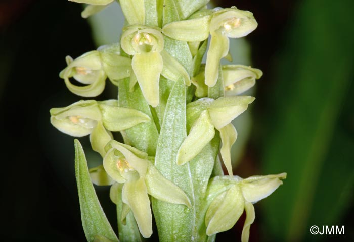 Platanthera hyperborea