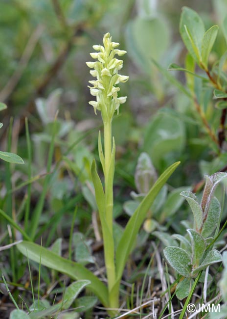 Platanthera hyperborea