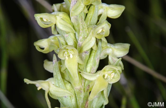 Platanthera hyperborea