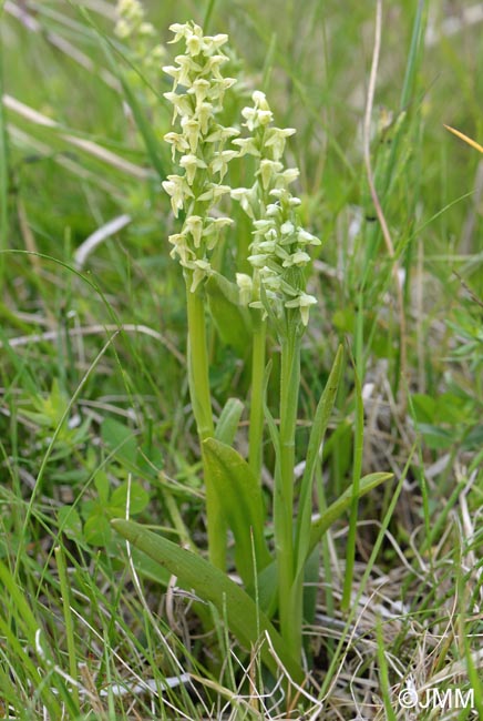 Platanthera hyperborea