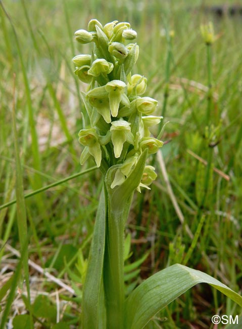 Platanthera hyperborea