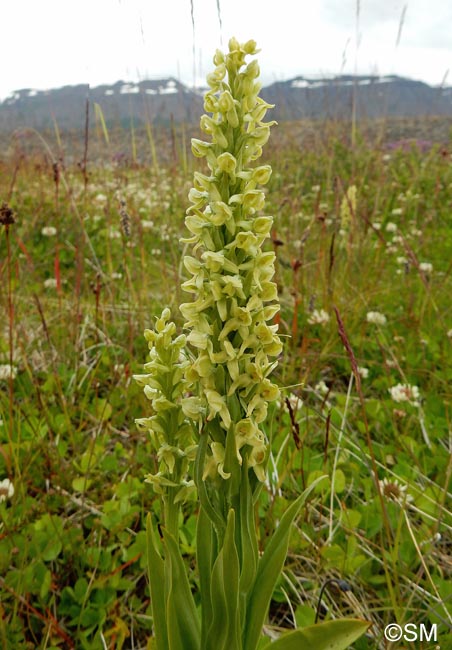 Platanthera hyperborea